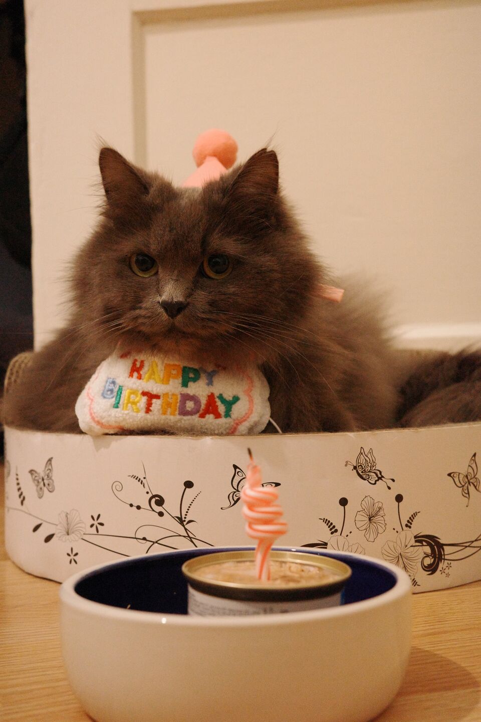 A gray cat with long fur.